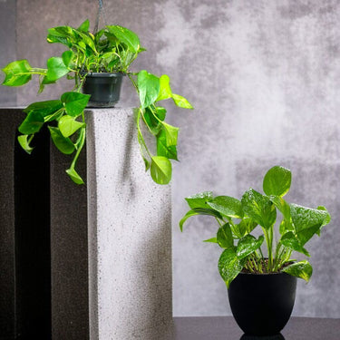 Epipremnum Plant (Golden pothos, Money plant, or Devil’s ivy)